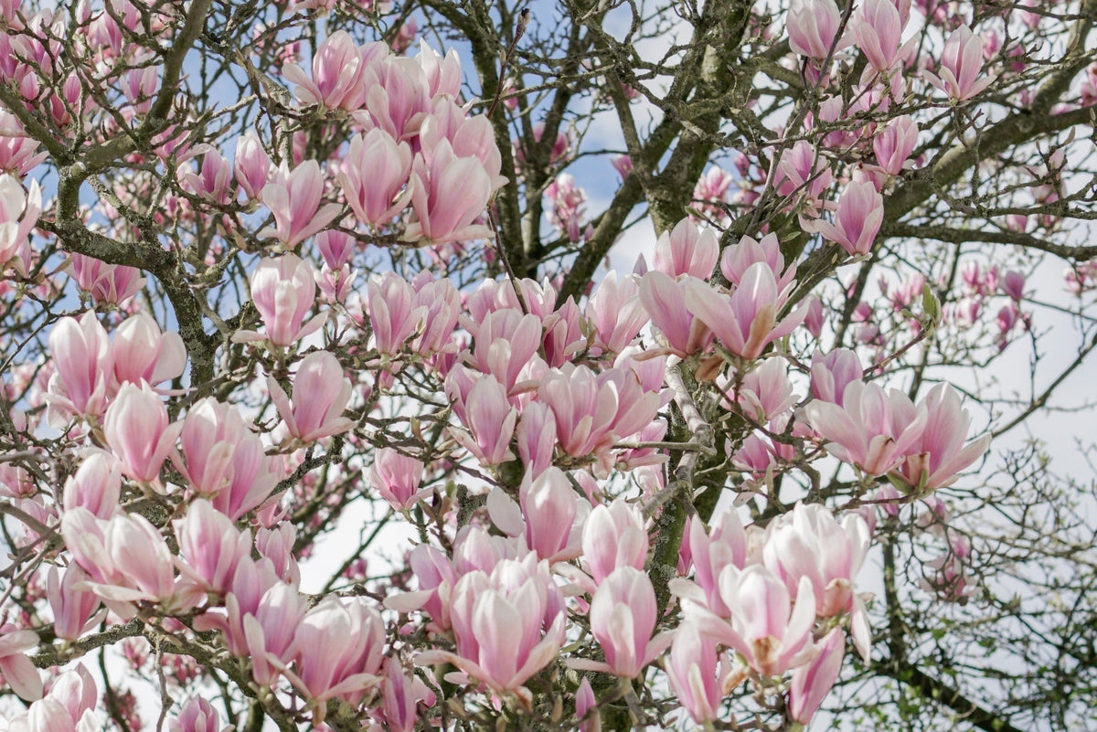 DIY heerlijke magnolia siroop