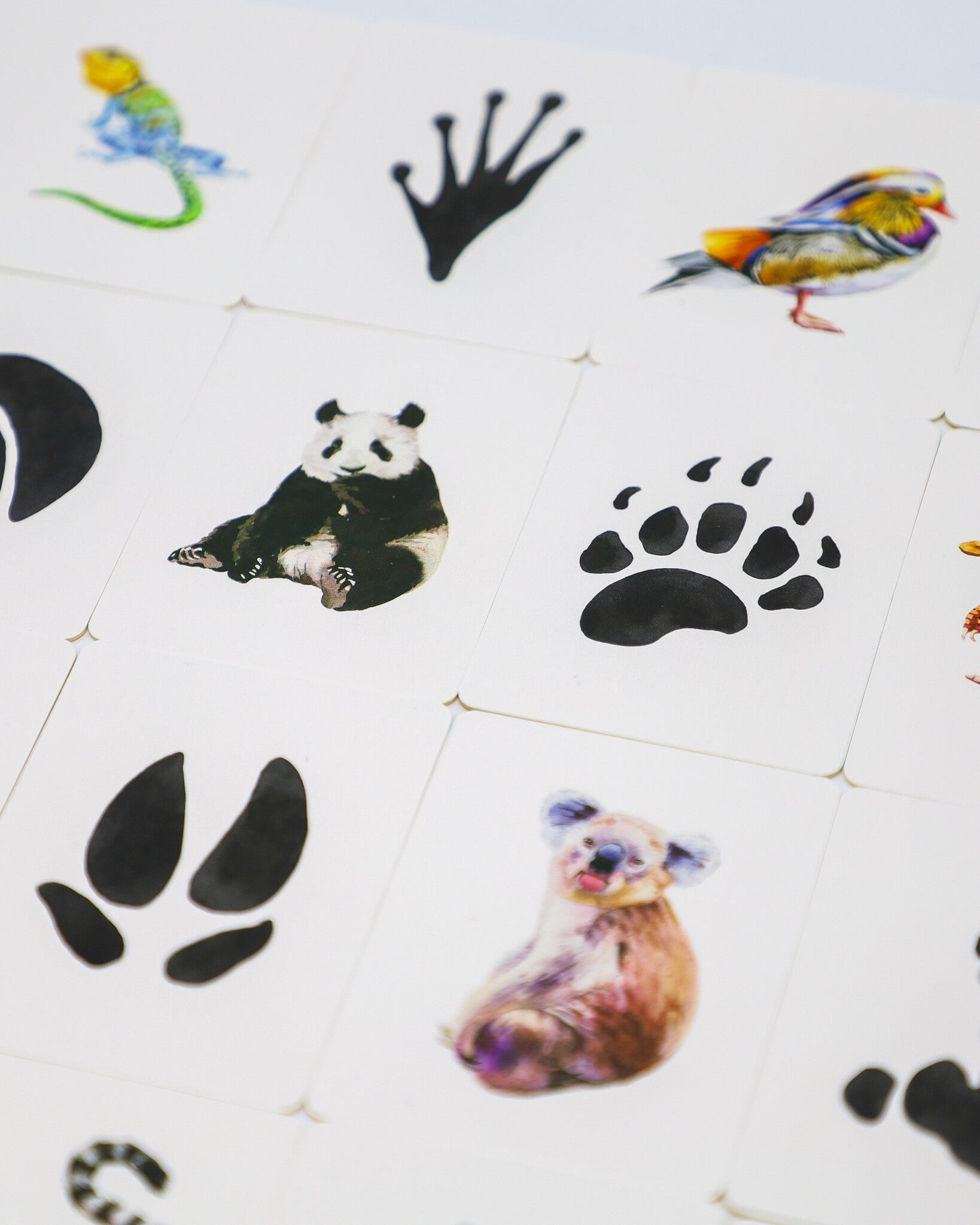 Kosmos Dieren & Sporen - Memory Spel_3