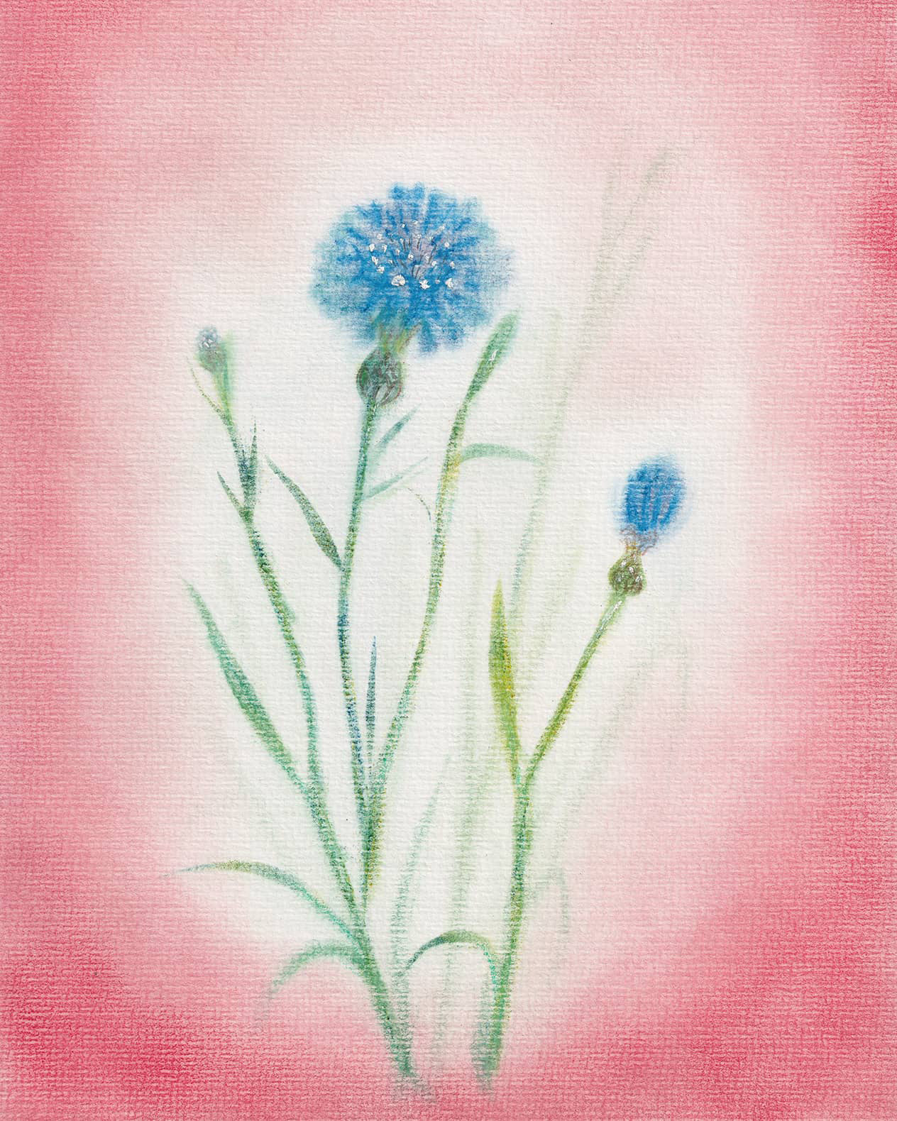 Seccorell-Postkarte-Kornblume 1